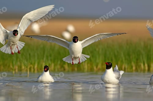 Preview: Flying Gull. Blue Green Nature Background. Bird: Mediterranean Gull. Ichthyaetus Melanocephalus.