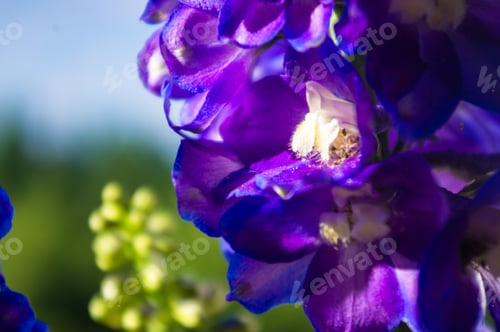 Preview: A Bouquet Of Bright Spring Flowers Of Various Types