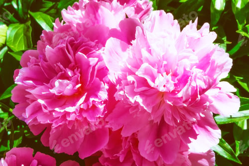 Preview: Colorful Peony Flowers On A Background Of The Autumn Landscape. Nature