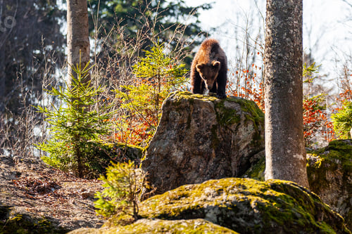 Preview: Brown Bear (Ursus Arctos) In Lake Clark National Park, Alaska, Usa