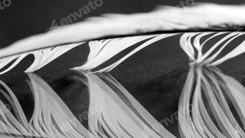 Preview: Black And White Photo Of Rooster Feather With Details And Reflexions