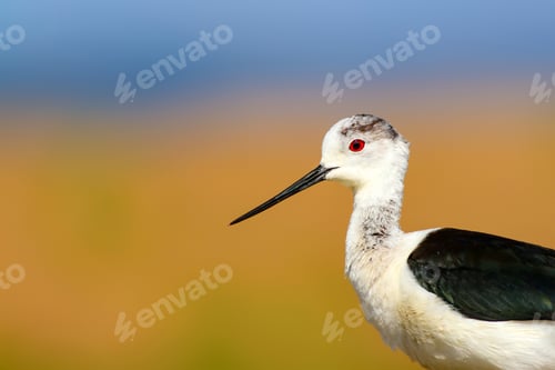 Preview: Common Water Bird Portrait. Colorful Natural Background. Bird: Black Winged Stilt. Himantopus