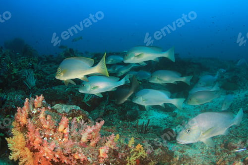 Preview: Coral Reef And Fish Underwater In Ocean