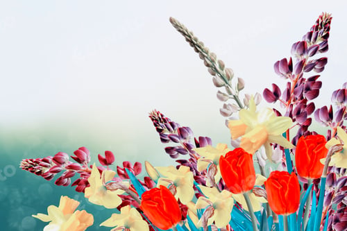 Preview: Bright And Colorful Spring Flowers Daffodils And Tulips
