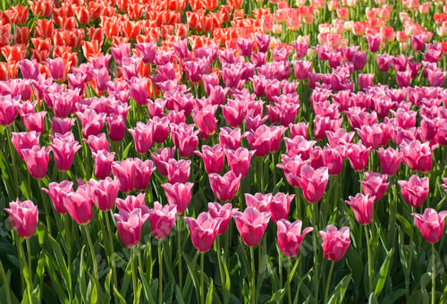 Preview: Spring Tulip Flower Meadow - Floral Background