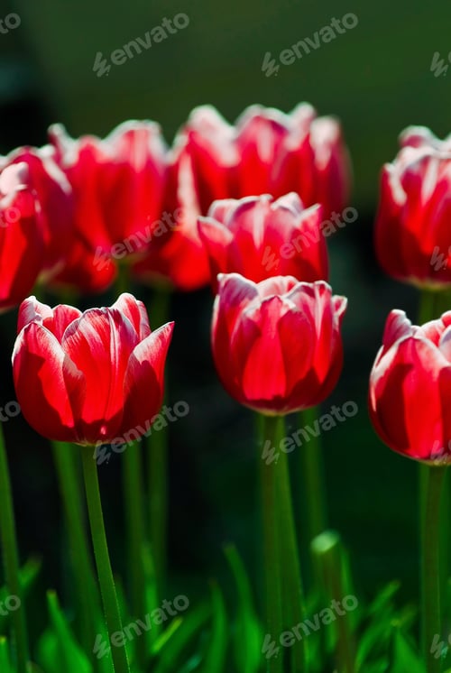 Preview: Red Tulips Under The Bright Spring Sun