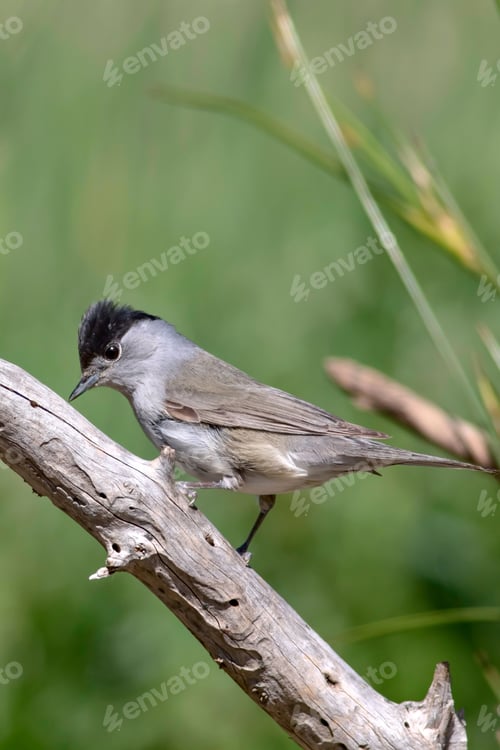Preview: Cute Bird. Green Nature Background. Bird: Eurasian Blackcap. Sylvia Atricapilla.