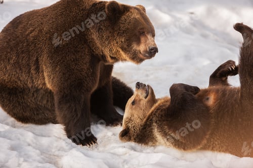 Preview: Brown Bears (Ursus Arctos) In Lake Clark National Park, Alaska, Usa