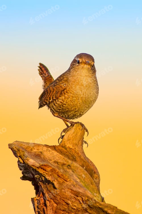 Preview: Cute Bird. Yellow Blue Natural Background.