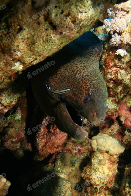 Preview: Giant Moray Eel (Gymnothorax Javanicus) And Cleaner Wrasse