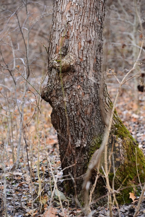 Preview: A Tree Trunk Looks Like Human Face.