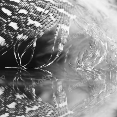 Preview: Guinea Hen Feather With Dark Background