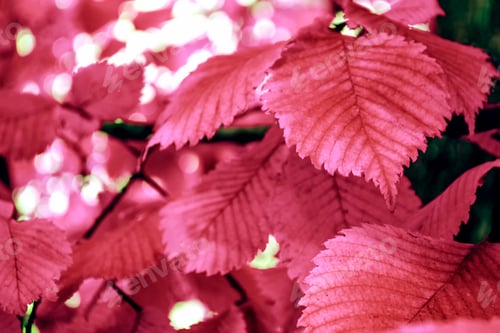 Preview: Autumn Landscape With Bright Colorful Leaves. Indian Summer.