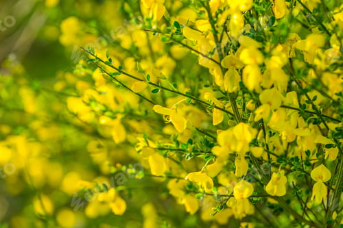 Preview: Blooming Broom Bush. Natural Background With Yellow Flowers