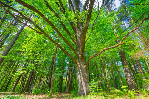 Preview: Beautiful Green Springtime Forest Landscape. European Natural Forest With Fresh Green Young Leaves