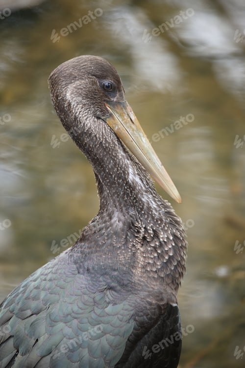 Preview: Young Black Stork (Ciconia Nigra) Saxony Germany