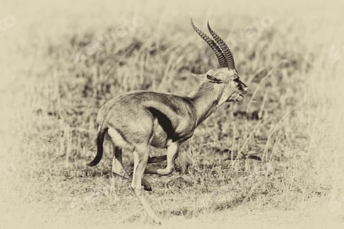 Preview: Vintage Style Image Of A Fast Running Male Grant'S Gazelle In The Maasai Mara National Park, Kenya