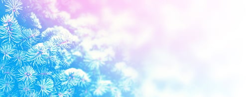 Preview: Forest In The Frost. Winter Landscape. Snow Covered Trees.