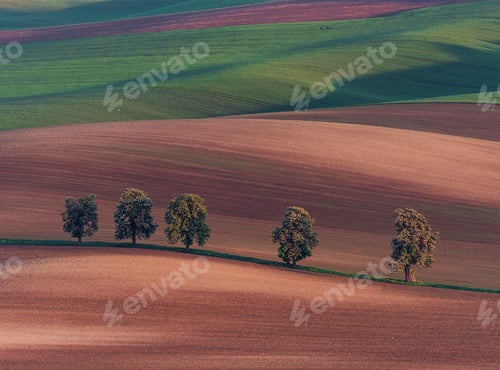 Preview: Chestnut Avenue In South Moravia