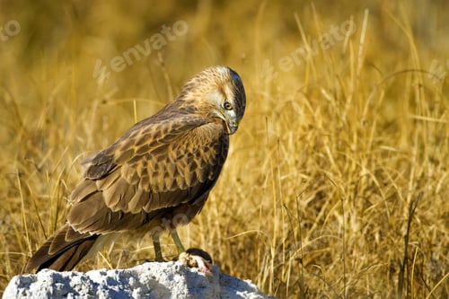 Preview: Bird Of Prey. Buzzard And Its Hunt Least Weasel. Yellow Nature Habitat Background. Bird: Long