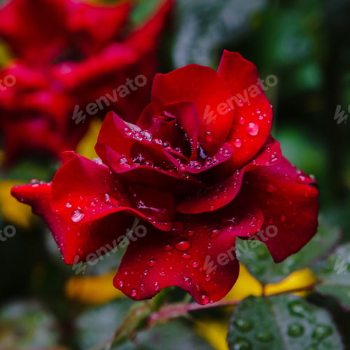 Preview: One Beautiful Rose Flower In The Garden On A Natural Background