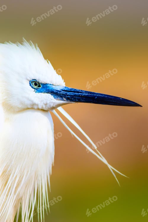 Preview: Cute White Bird. Heron. Nature Background.