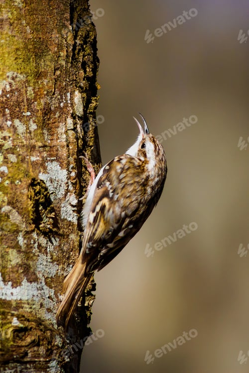 Preview: Amazing Bird Short Toed Treecreeper. Bird Climbs. Brown Nature Background. Certhia Brachydactyla