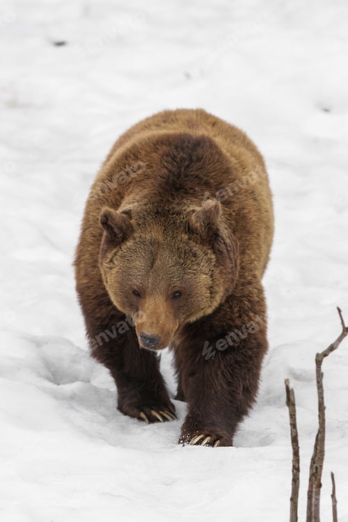 Preview: Brown Bear (Ursus Arctos) In Lake Clark National Park, Alaska, Usa