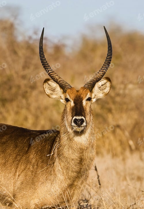 Preview: Male Waterbuck (Kobus Ellipsiprymnus) Antelope, Kruger National Park, South Africa