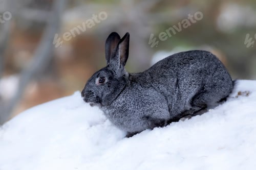 Preview: Rabbit. Winter Forest Nature Background.