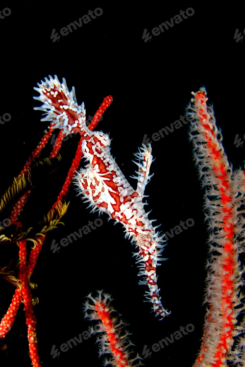 Preview: Ornate Ghost Pipefish