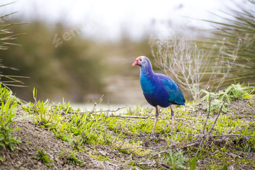 Preview: Blue, Purple Bird Swamphen Purple Swamphen Porphyrio Porphyrio