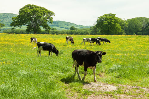 Preview: Cattle Grazing In A Summertime Buttercup Meadow.
