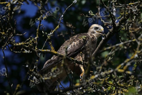 Preview: Young Buzzard Common Buzzard (Buteo Buteo)