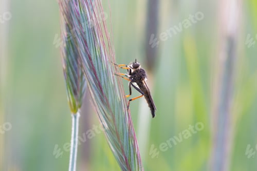 Preview: Beautiful Close Up Of Asilus Crabroniformis. Insect In Close Up.