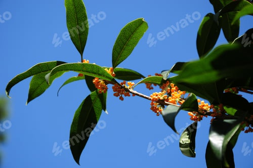 Preview: Osmanthus Fragrans (Sweet Olive) Branch Over Blue Sky Background