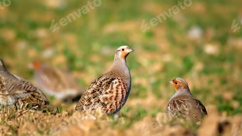 Preview: Partridge. Green Brown Nature Background. Bird: Grey Partridge. Perdix Perdix.
