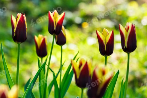 Preview: Beautiful Tulips In Park On A Blurred Background In Springtime