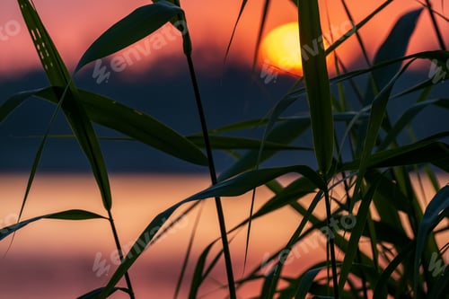 Preview: Beautiful Red Sunset Over The Lake With Grass On Forefround
