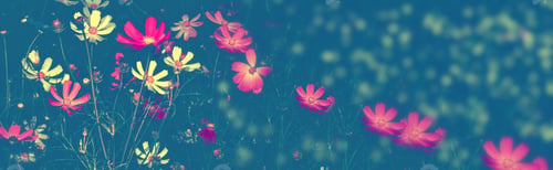 Preview: Colorful Cosmos Flowers On A Background Of Summer Landscape.