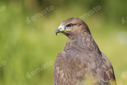 Preview: Wild Bird. Portrait Bird Of Prey. Bird: Common Buzzard. Buteo Buteo. Green Nature Background.