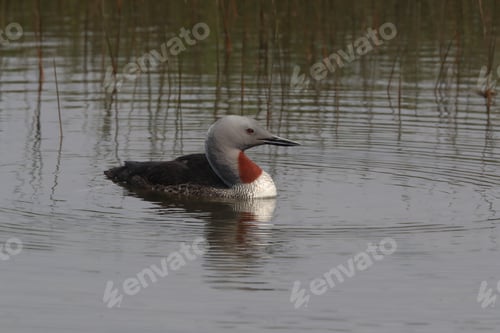 Preview: Red-Throated Loon (North America) Or Red-Throated Diver (Britain And Ireland) Iceland