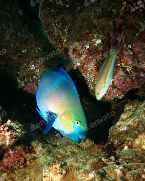 Preview: Rusty Parrotfish (Scarus Ferrugineus) And Klunzinger'S Wrasse (Thalassoma Lunare)