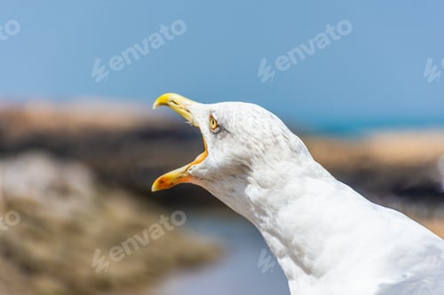 Preview: Seagull Shouting In The Rocky Beach Of Essaouira, Morocco