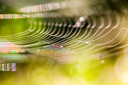 Preview: Abstract Composition With Spider Web Details And Natural Colors