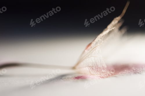 Preview: Macro, Abstract Composition With Dandelion Seed