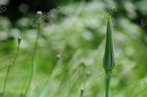 Preview: Bud Of Wildflower Isolated On Blurry Background