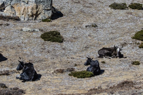 Preview: Yak In Nepal