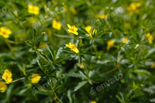 Preview: Tormentil Or Septfoil Potentilla Erecta Flower In Garden