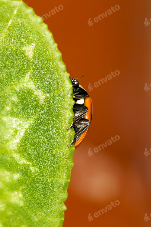 Preview: Cute Red Ladybird. Green Red Nature Background. Macro Photography.